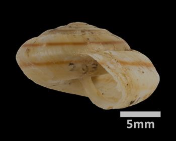 Media type: image;   Malacology 169402 Aspect: lateral